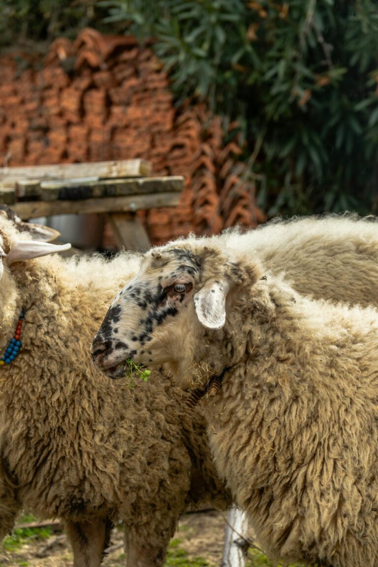 A close-up of sheep grazing in a rustic farm setting with brick and greenery in the background.