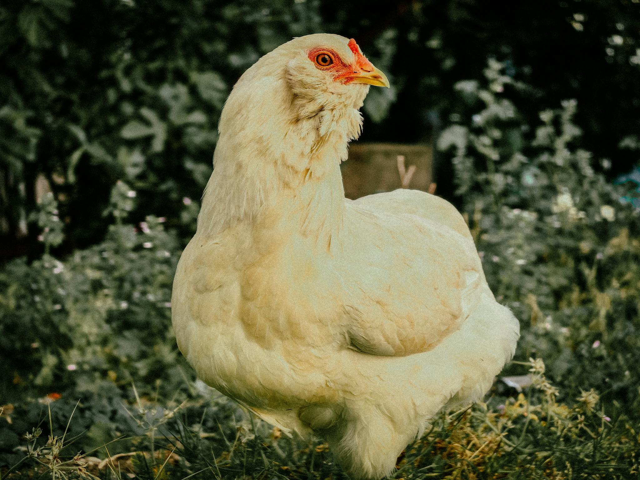 A white chicken stands elegantly against a green garden backdrop, offering a serene rural scene.