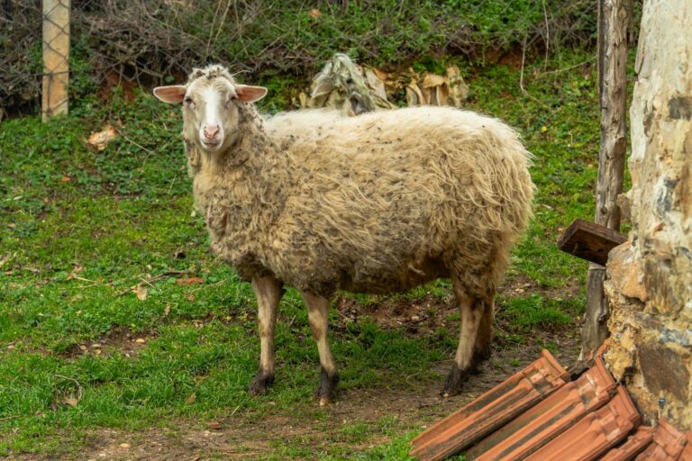A woolly sheep standing outdoors in a rustic pasture setting with earthy surroundings.