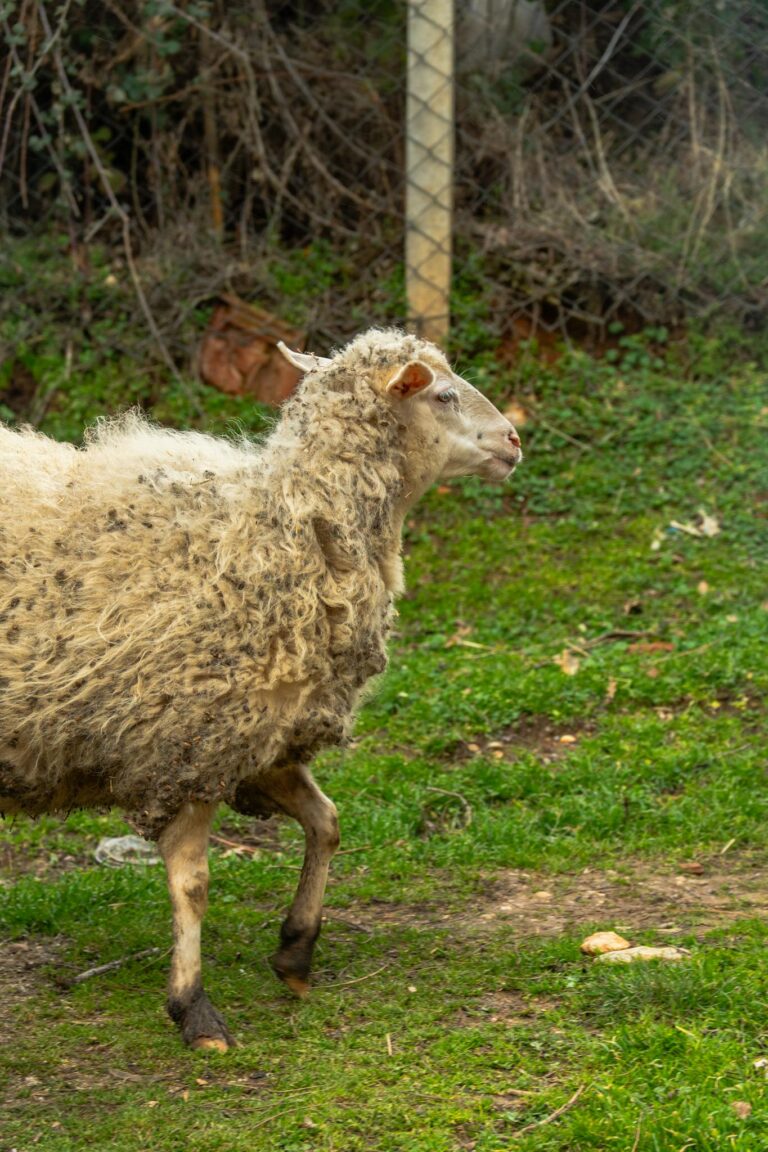 A wooly sheep stands in a green meadow, showcasing its textured fleece and peaceful natural surroundings.