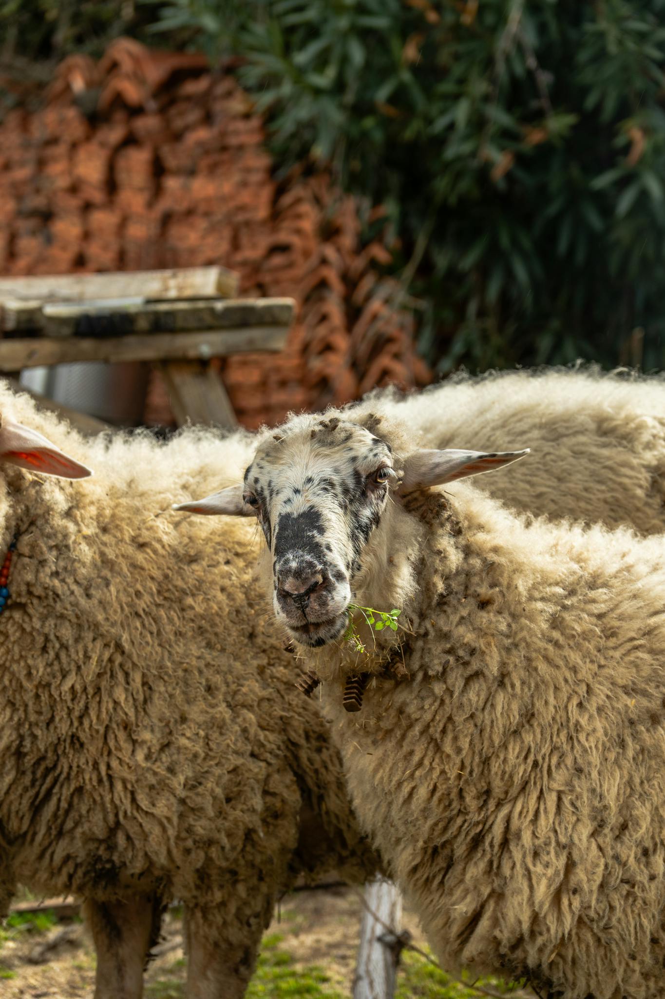 Close-up of sheep grazing in a rustic outdoor setting with natural background.