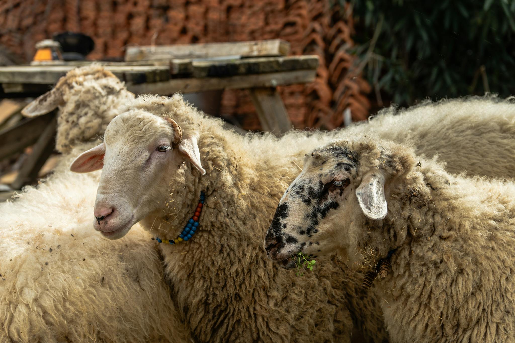Group of sheep outdoors, one wearing colorful bead necklace, displaying their fluffy wool under sunlight.