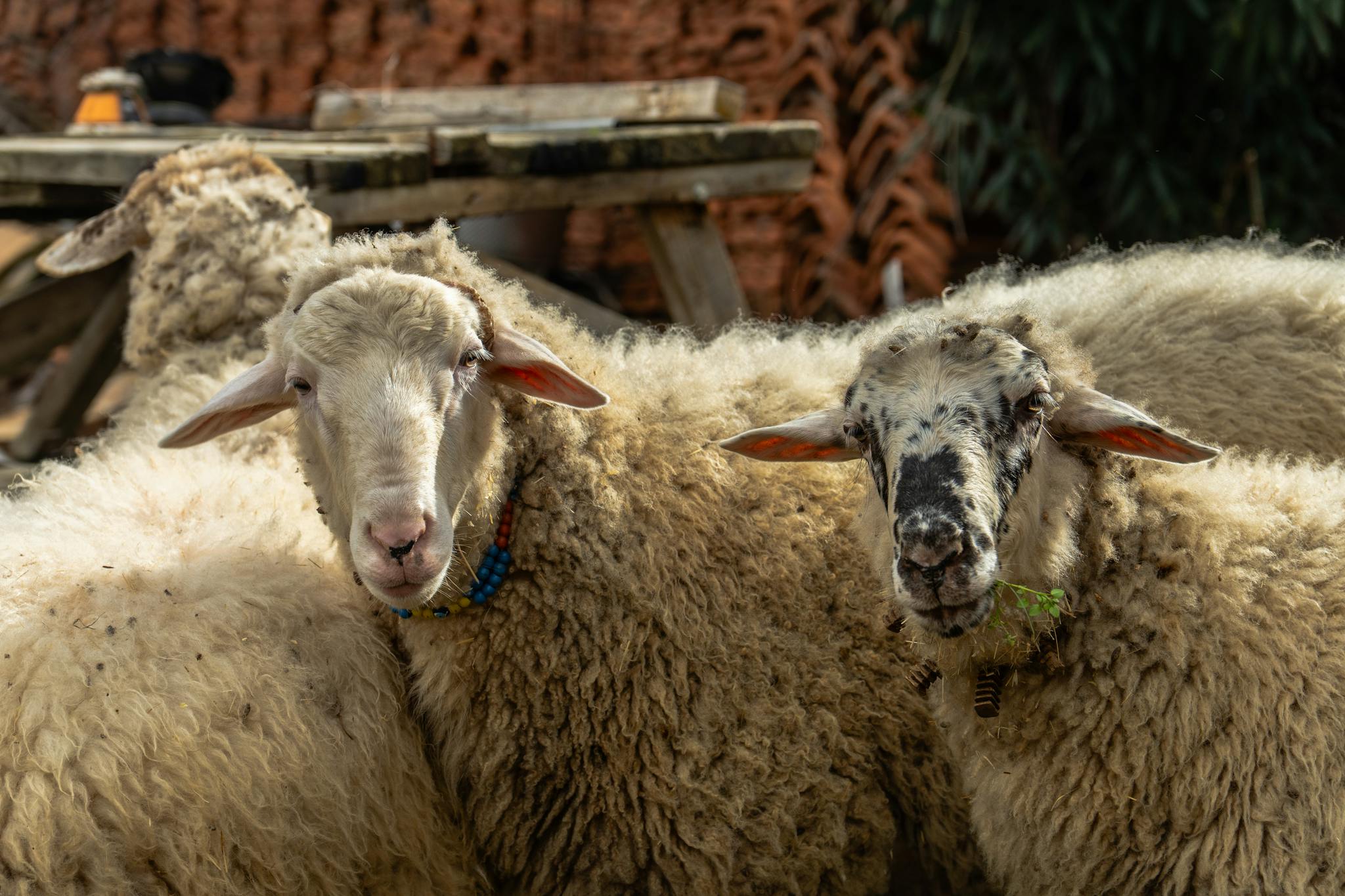 Sheep with beaded collars in an outdoor farm setting, showcasing agricultural lifestyle.